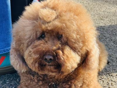 Individual care for dogs in a family-like, calm and pleasant environment