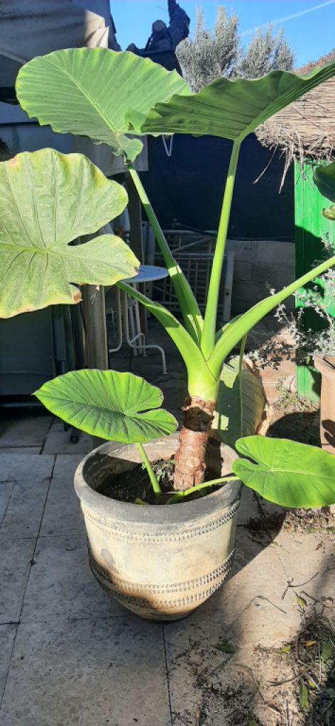 Elephant ear plant