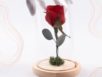 Rosa eterna de papel, bajo cúpula de cristal con luz LED