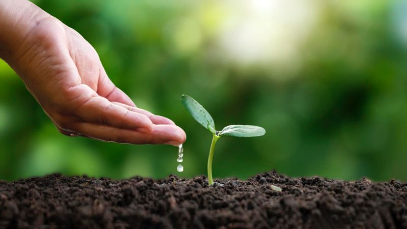 Fachkraft für kommerzielle Qualität Mallorca