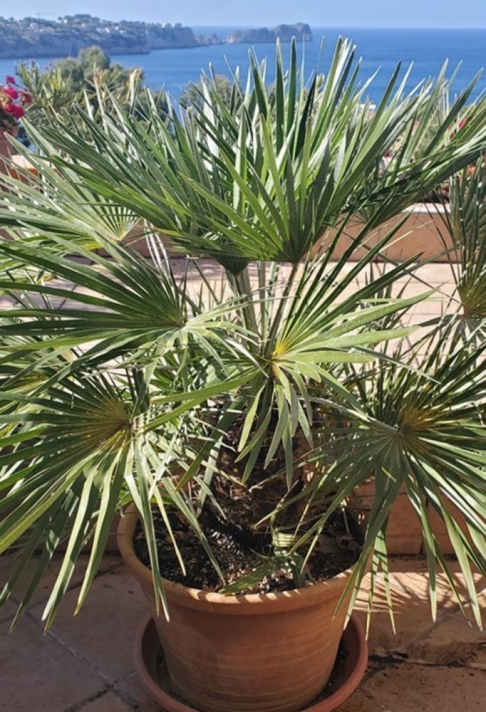 Fächerpalme - Caliva