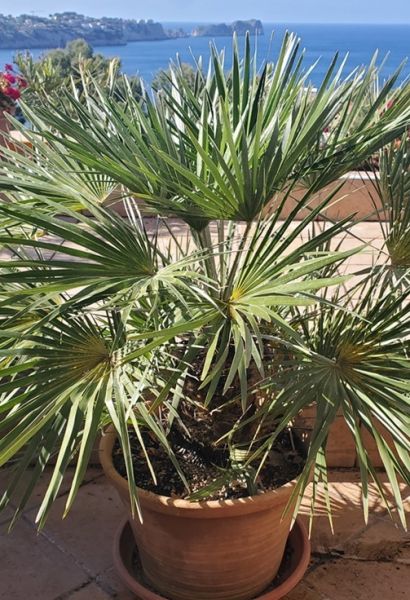 Fächerpalme - Caliva