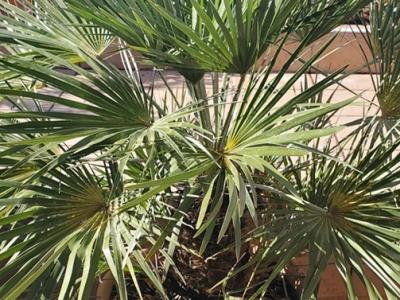 Fan palm - Caliva