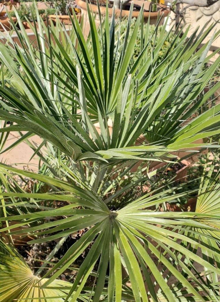 Fächerpalme - Caliva