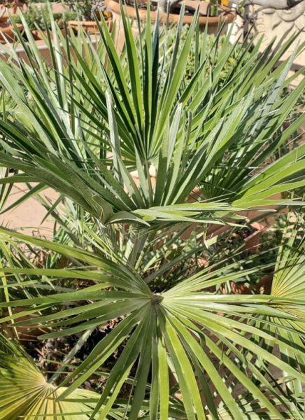 Fächerpalme - Caliva