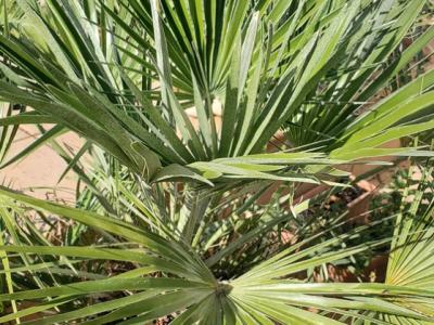 Fächerpalme - Caliva