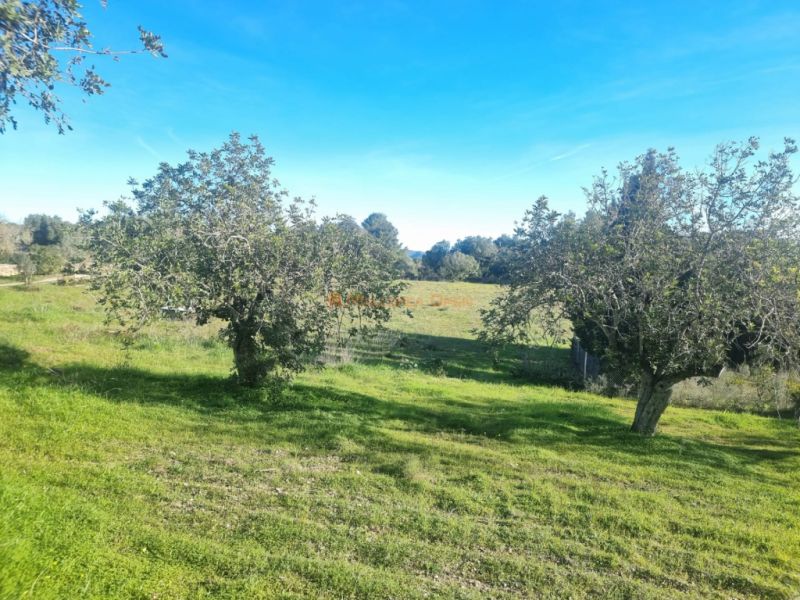 Fantastisches Haus in Arta zu vermieten – 240 m² Wohnfläche