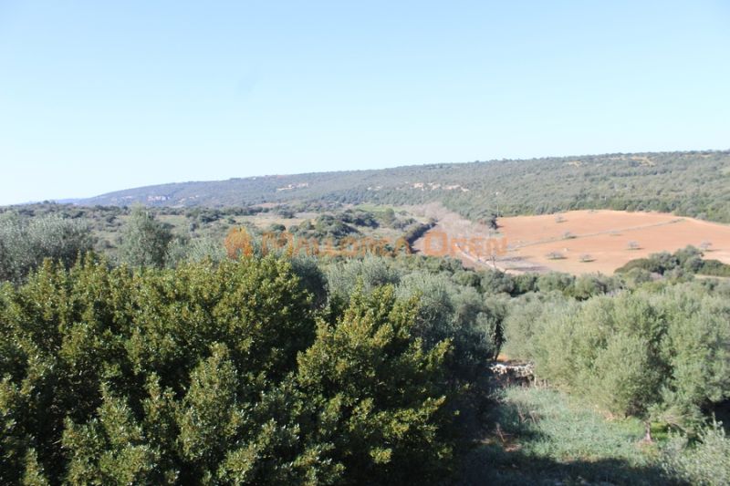 Fantastic house for sale with guest apartment between Manacor and Alcudia