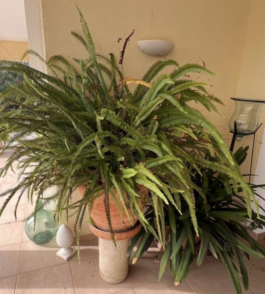 Farn groß zu verkaufen