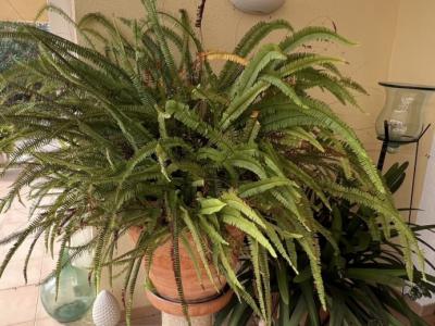 Large fern for sale