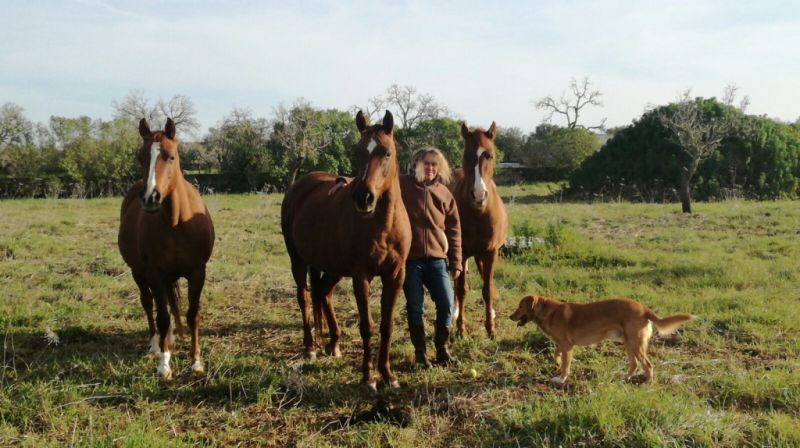 Ferienbetreuung für Pferde, Hunde, Katzen, etc.