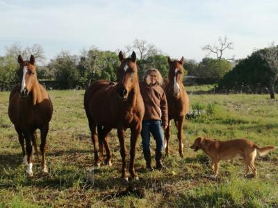 Holiday care for horses, dogs, cats, etc.