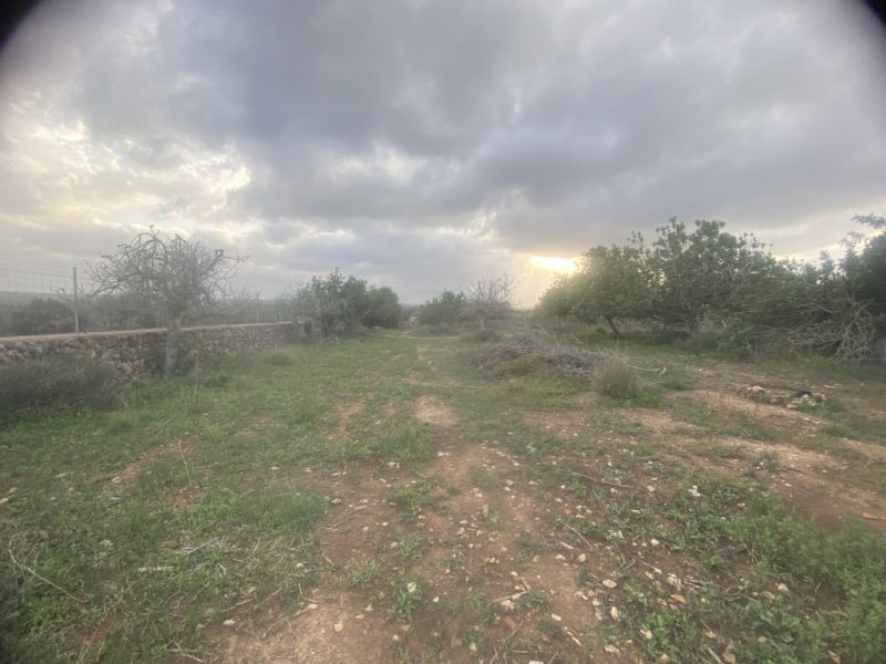 Finca 7600m with generator, in santa margalida