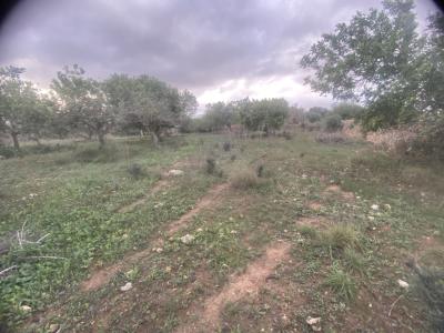 Finca 7600m with generator, in santa margalida