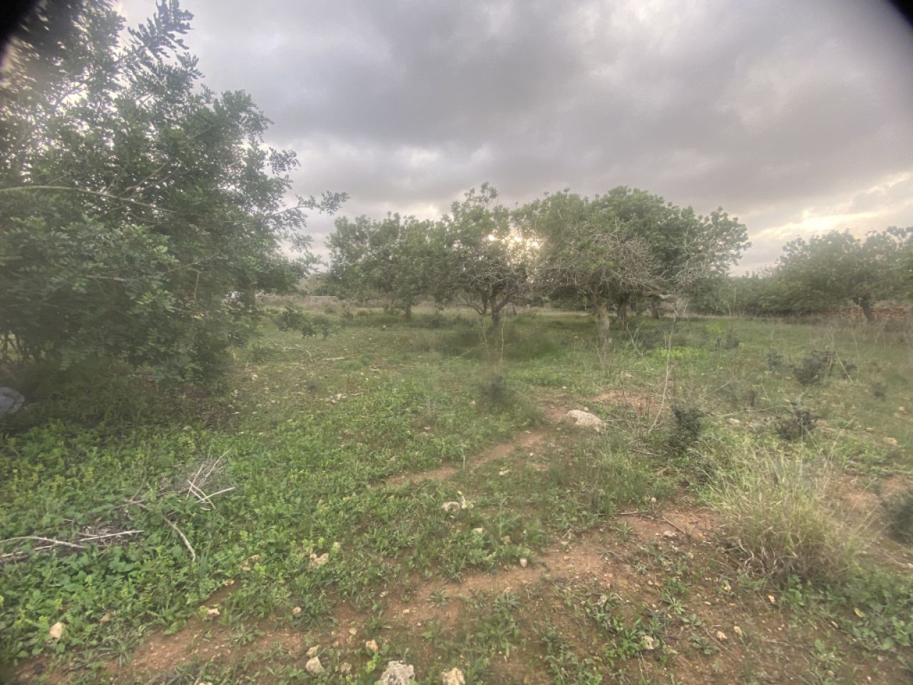 Finca 7600m with generator, in santa margalida