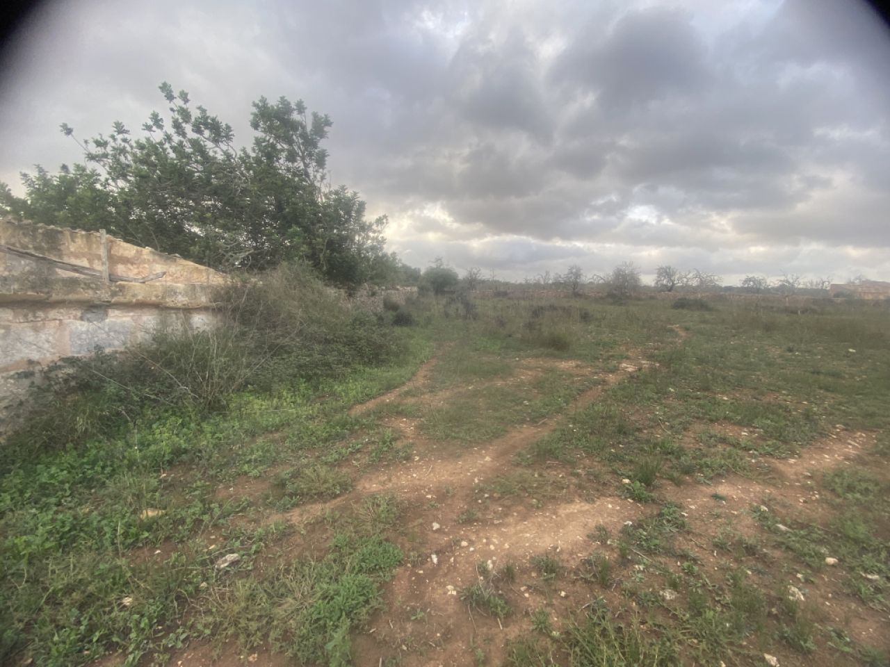 Finca 7600m with generator, in santa margalida