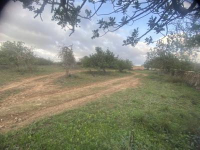 Finca 7600m with generator, in santa margalida