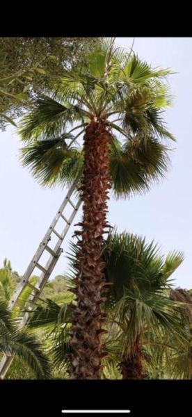 Finca service, pool & garden maintenance, renovations.