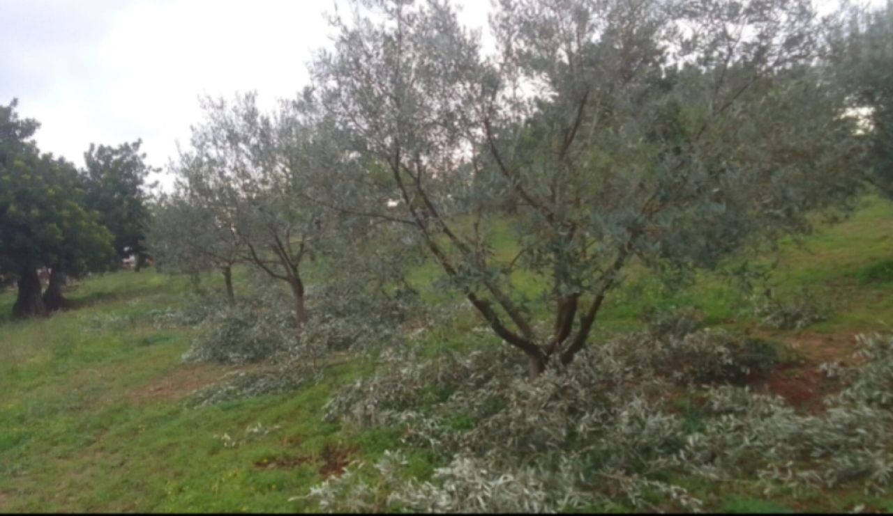 Olive tree pruner