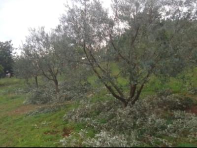 Gartenschere für Olivenbäume