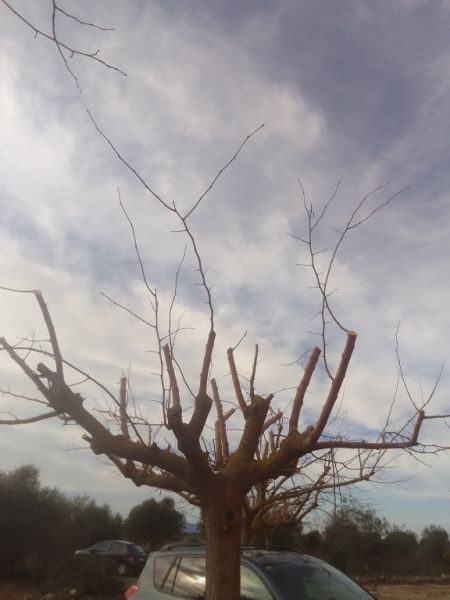 Gardening Technician and Pool Keeper