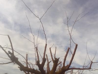 Gardening Technician and Pool Keeper