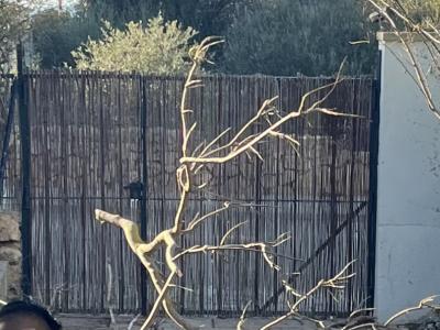 Gartentor, Volleisen!