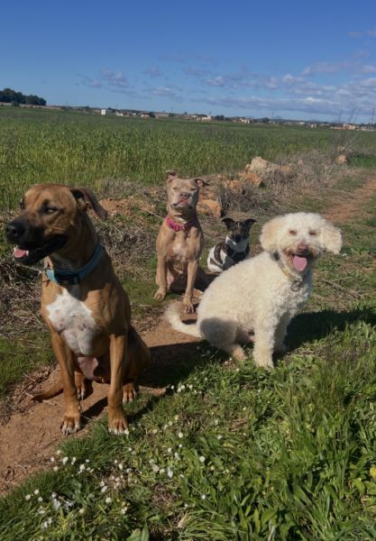 Gassigehen für Hunde (Campos)