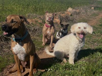 Dog walking (Campos)