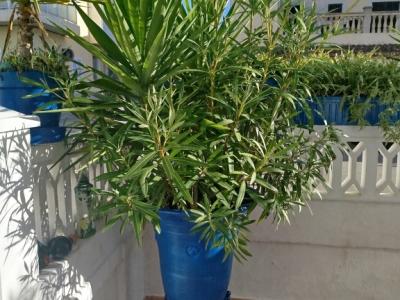 Grosse Amphore mit Oleander und Yucca Palme bepflanzt