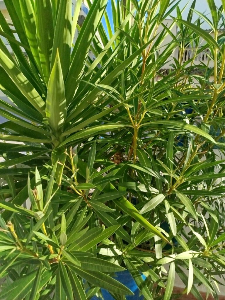 Grosse Amphore mit Oleander und Yucca Palme bepflanzt