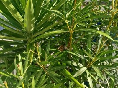 Grosse Amphore mit Oleander und Yucca Palme bepflanzt