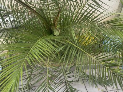 Grosse  gesunde Phoenix Palme