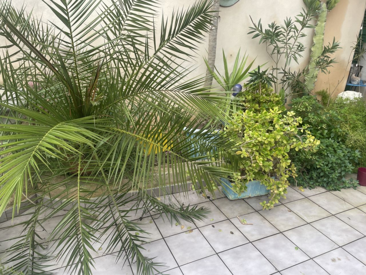 Large palm in a decorative plant pot