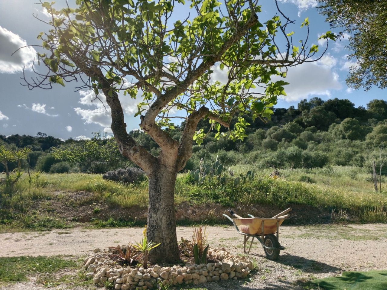 Large rustic estate with house in Petra