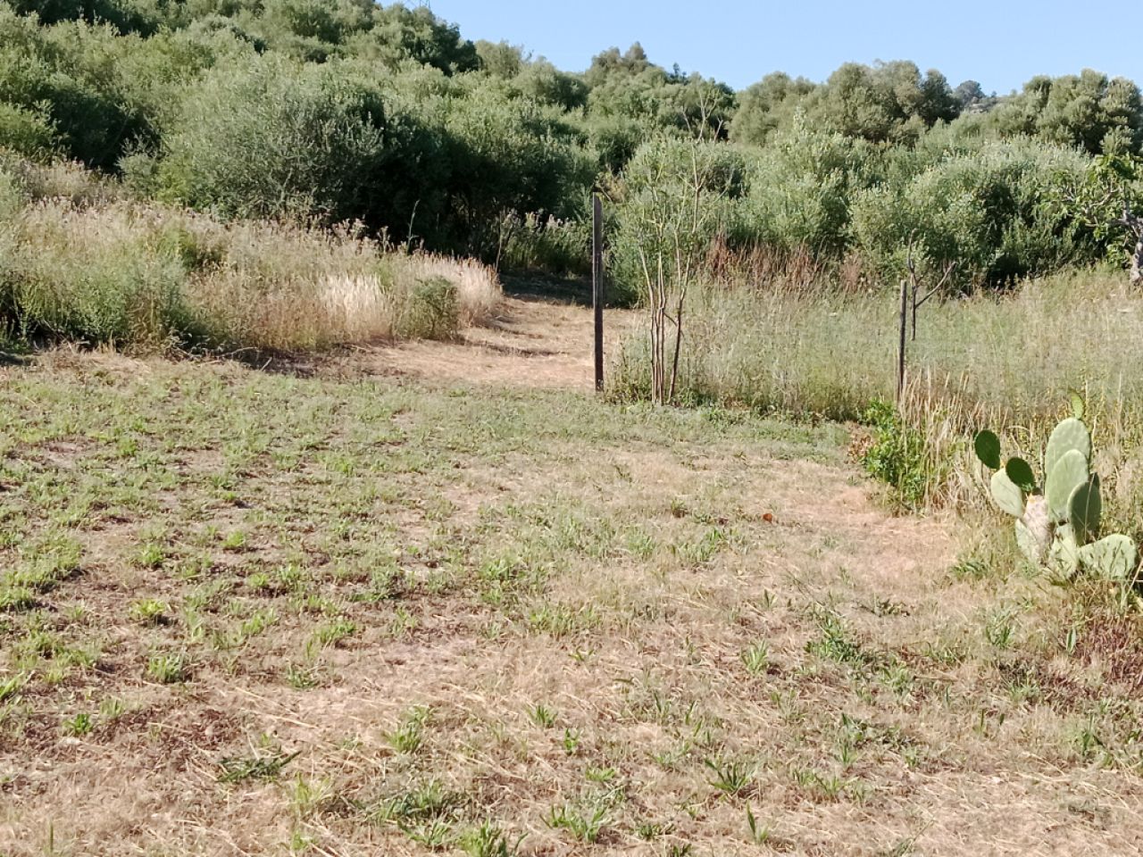 Large rustic estate with house in Petra