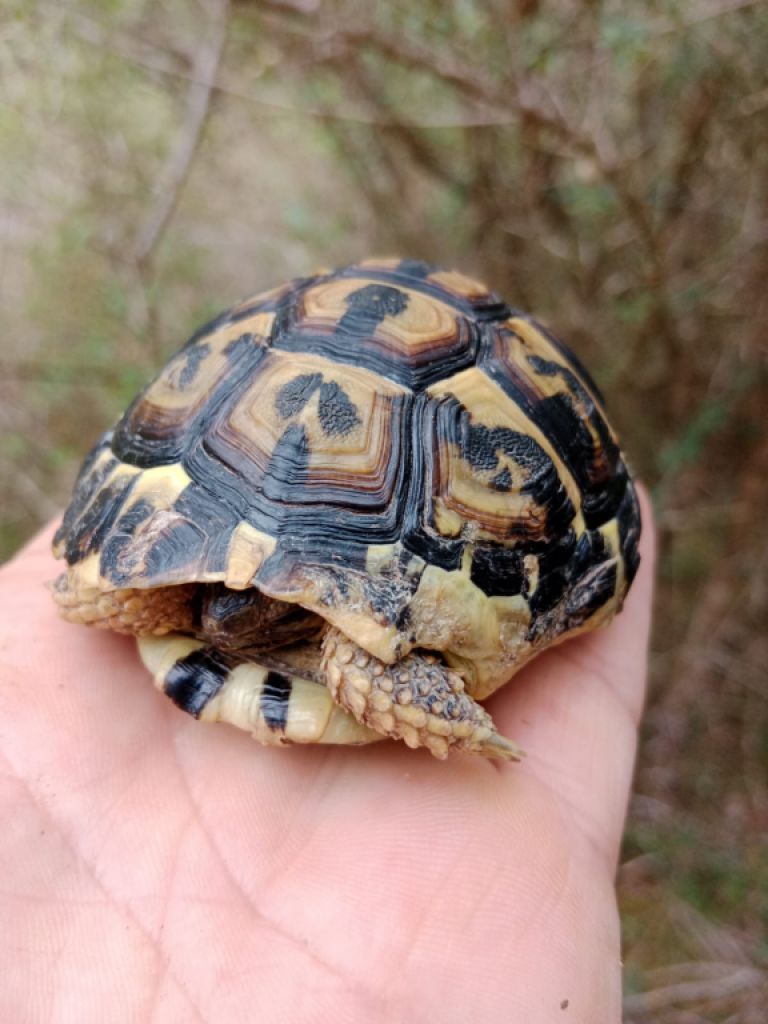 Large rustic estate with house in Petra