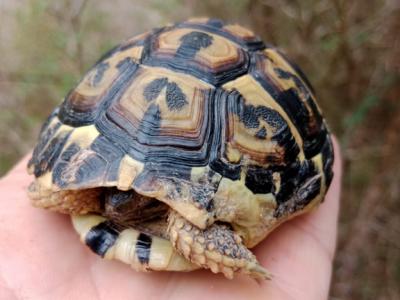 Large rustic estate with house in Petra