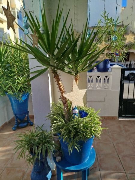 Grosse Yucca - Palme