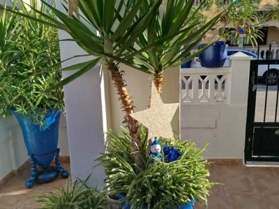 Grosse Yucca - Palme