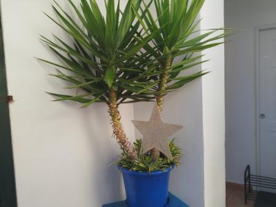Grosse Yucca - Palme in Tontopf