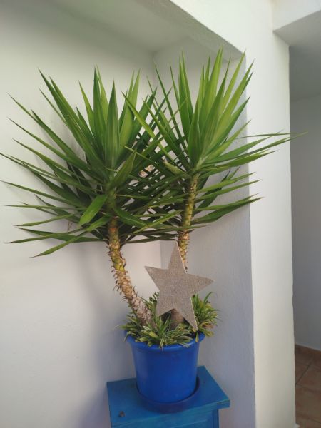 Grosse Yucca - Palme in Tontopf