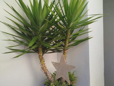 Grosse Yucca - Palme in Tontopf