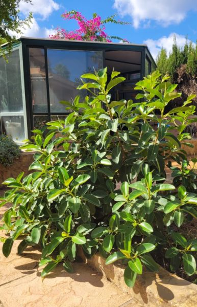 Large, sturdy Ficus - green-leaved, broad/bushy