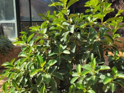 Großer, kräftiger Ficus - grünblättrig, breitbuschig