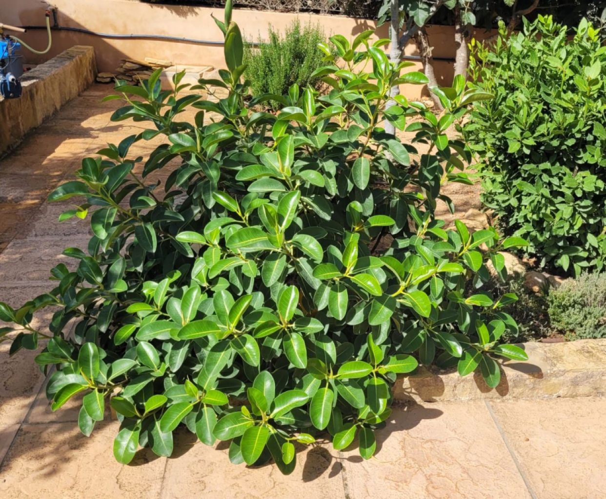 Large, sturdy Ficus - green-leaved, broad/bushy