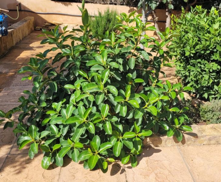 Large, sturdy Ficus - green-leaved, broad/bushy