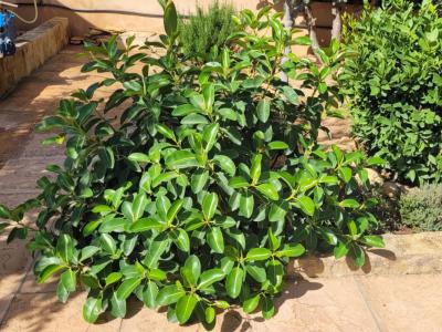 Large, sturdy Ficus - green-leaved, broad/bushy