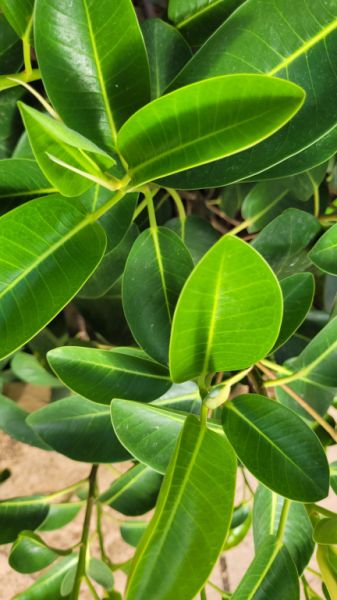 Large, sturdy Ficus - green-leaved, broad/bushy