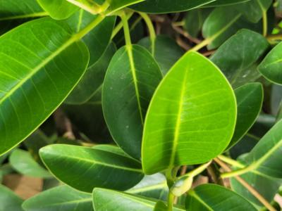 Large, sturdy Ficus - green-leaved, broad/bushy